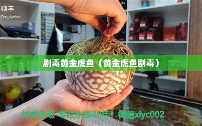 劇毒黃金虎魚（黃金虎魚劇毒） 虎魚百科