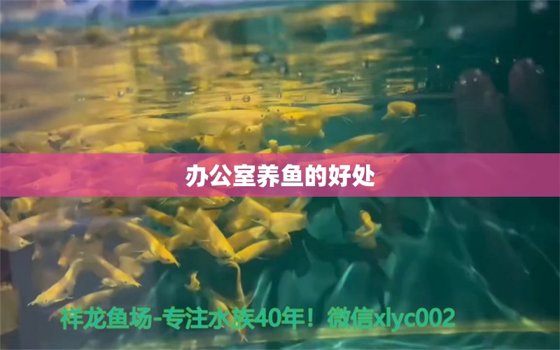 辦公室養(yǎng)魚的好處 養(yǎng)魚的好處