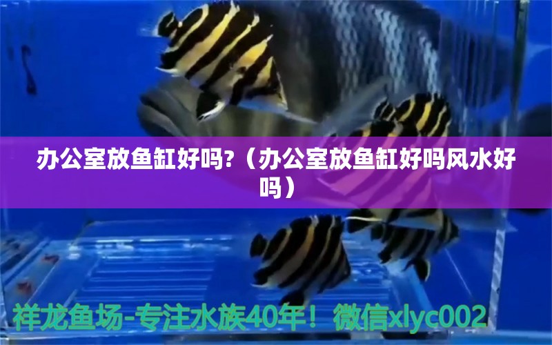 辦公室放魚(yú)缸好嗎?（辦公室放魚(yú)缸好嗎風(fēng)水好嗎） 魚(yú)缸風(fēng)水