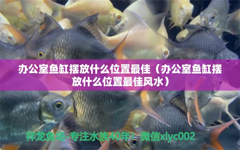 辦公室魚缸擺放什么位置最佳（辦公室魚缸擺放什么位置最佳風(fēng)水） 魚缸風(fēng)水