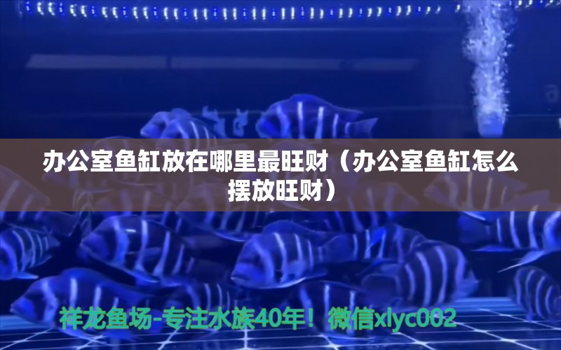 辦公室魚缸放在哪里最旺財（辦公室魚缸怎么擺放旺財）