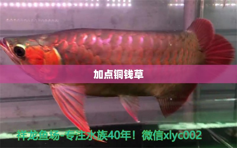 加點(diǎn)銅錢(qián)草 觀賞魚(yú)論壇 第2張