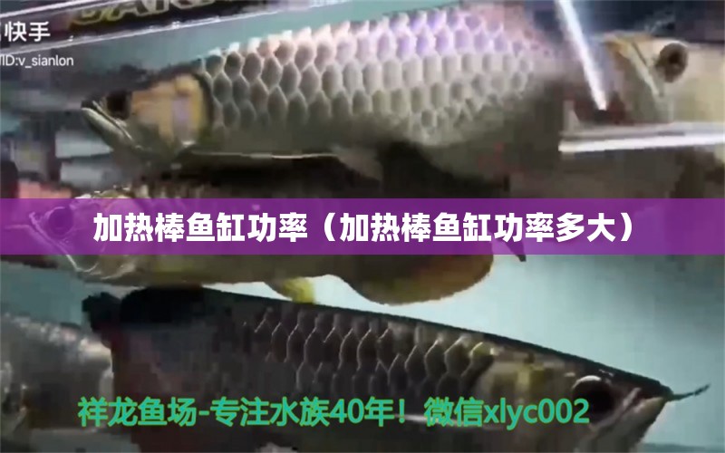 加熱棒魚缸功率（加熱棒魚缸功率多大） 觀賞魚市場（混養(yǎng)魚）