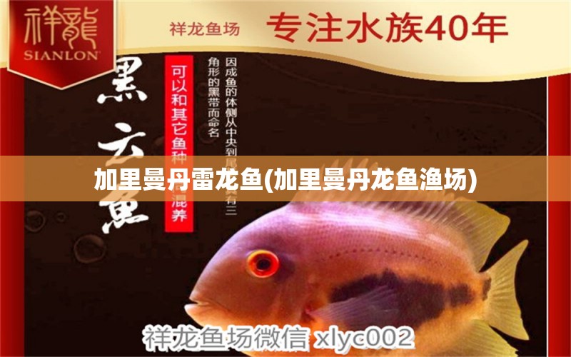 加里曼丹雷龍魚(加里曼丹龍魚漁場)