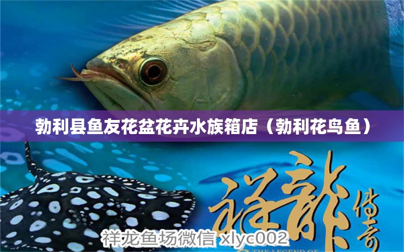 勃利縣魚(yú)友花盆花卉水族箱店（勃利花鳥(niǎo)魚(yú)） 魚(yú)缸/水族箱