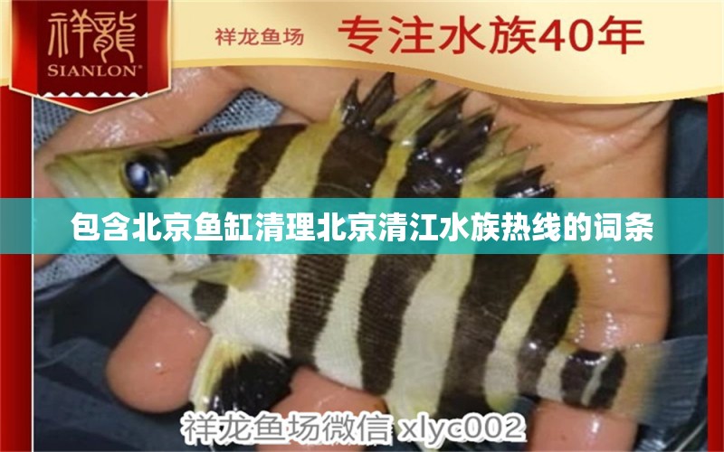 包含北京魚缸清理北京清江水族熱線的詞條 泰國(guó)虎魚（泰虎） 第1張