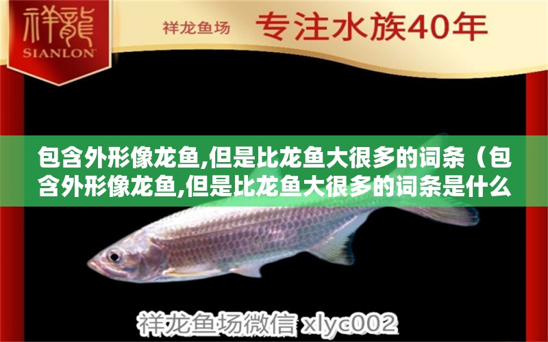 包含外形像龍魚,但是比龍魚大很多的詞條（包含外形像龍魚,但是比龍魚大很多的詞條是什么） 廣州龍魚批發(fā)市場