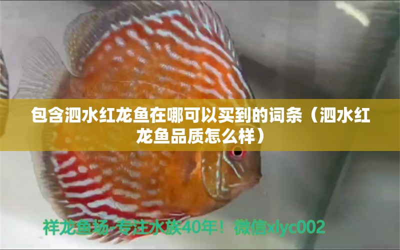 包含泗水紅龍魚在哪可以買到的詞條（泗水紅龍魚品質(zhì)怎么樣）