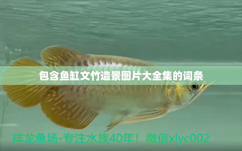 包含魚缸文竹造景圖片大全集的詞條 觀賞魚 第1張