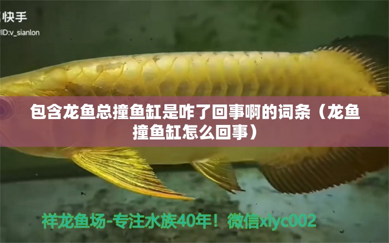 包含龍魚總撞魚缸是咋了回事啊的詞條（龍魚撞魚缸怎么回事）