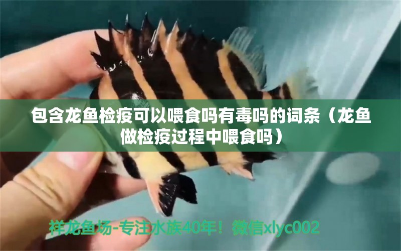 包含龍魚檢疫可以喂食嗎有毒嗎的詞條（龍魚做檢疫過程中喂食嗎） 廣州龍魚批發(fā)市場