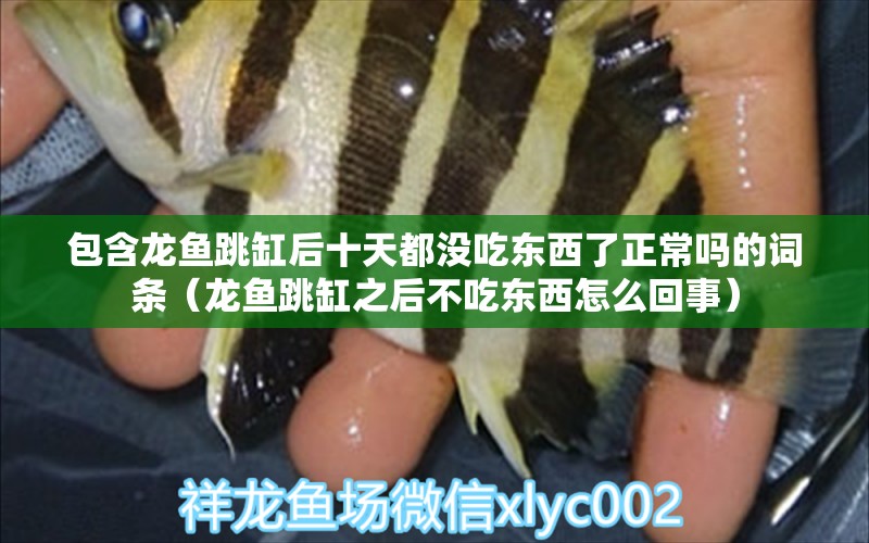 包含龍魚跳缸后十天都沒吃東西了正常嗎的詞條（龍魚跳缸之后不吃東西怎么回事） 廣州龍魚批發(fā)市場(chǎng)