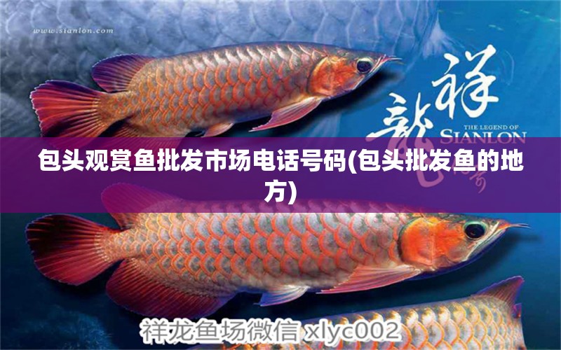 包頭觀賞魚批發(fā)市場電話號碼(包頭批發(fā)魚的地方) 觀賞魚批發(fā)