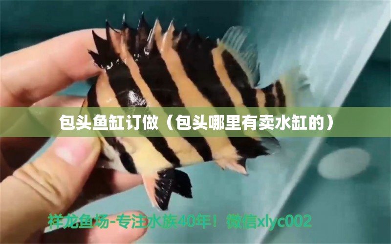 包頭魚缸訂做（包頭哪里有賣水缸的） 白化巴西龜（白巴）