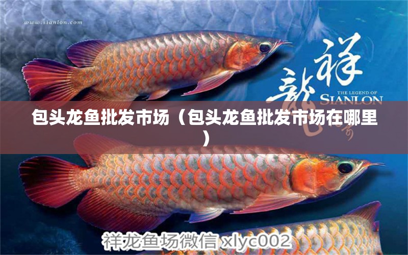 包頭龍魚(yú)批發(fā)市場(chǎng)（包頭龍魚(yú)批發(fā)市場(chǎng)在哪里） 龍魚(yú)批發(fā)