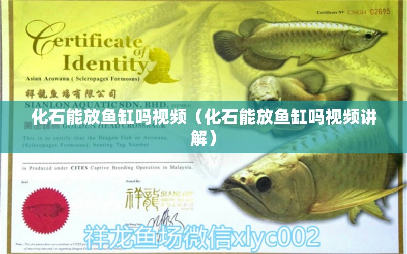 化石能放魚(yú)缸嗎視頻（化石能放魚(yú)缸嗎視頻講解）