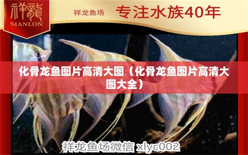 化骨龍魚圖片高清大圖（化骨龍魚圖片高清大圖大全）