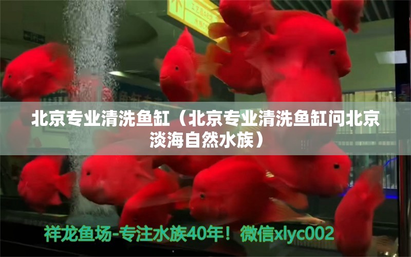 北京專業(yè)清洗魚缸（北京專業(yè)清洗魚缸問北京淡海自然水族）