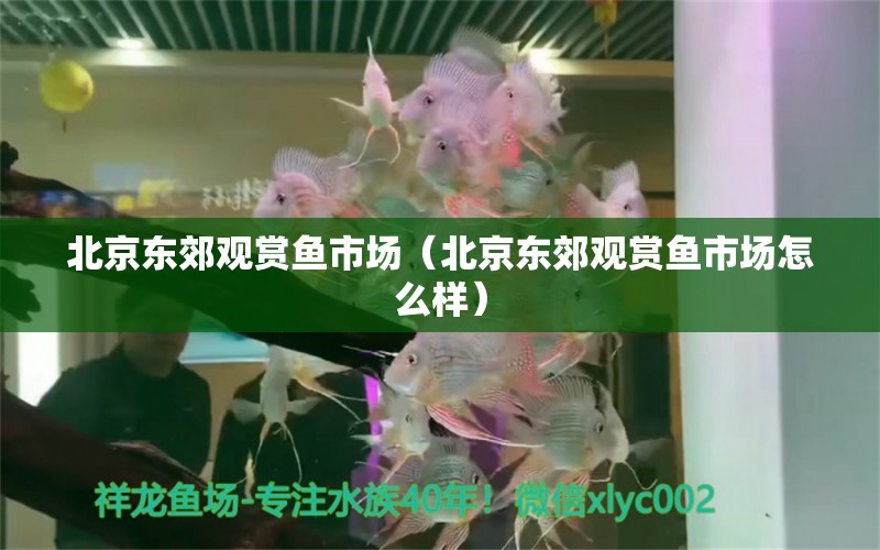 北京東郊觀賞魚市場(chǎng)（北京東郊觀賞魚市場(chǎng)怎么樣） 觀賞魚市場(chǎng)（混養(yǎng)魚）