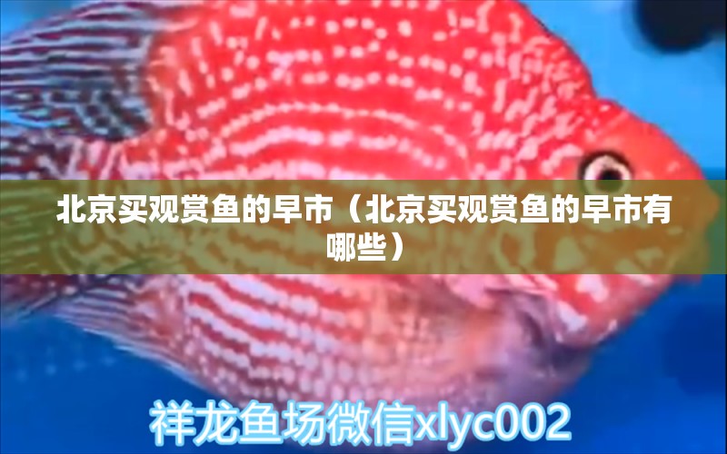 北京買觀賞魚的早市（北京買觀賞魚的早市有哪些） 白子黑帝王魟魚