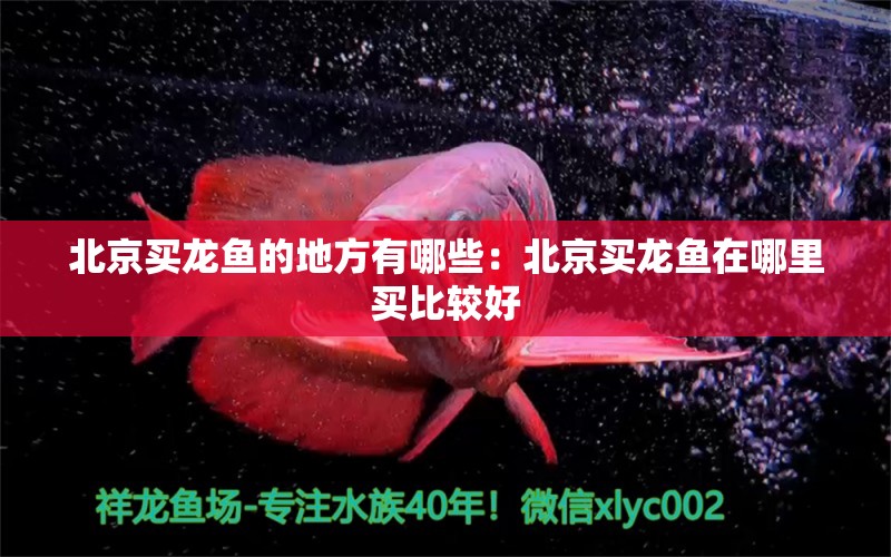 北京買龍魚的地方有哪些：北京買龍魚在哪里買比較好 龍魚百科 第2張