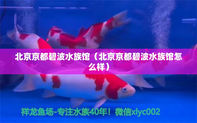 北京京都碧波水族館（北京京都碧波水族館怎么樣） 全國(guó)水族館企業(yè)名錄