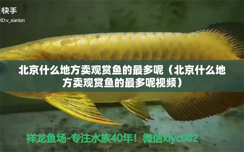 北京什么地方賣觀賞魚(yú)的最多呢（北京什么地方賣觀賞魚(yú)的最多呢視頻）