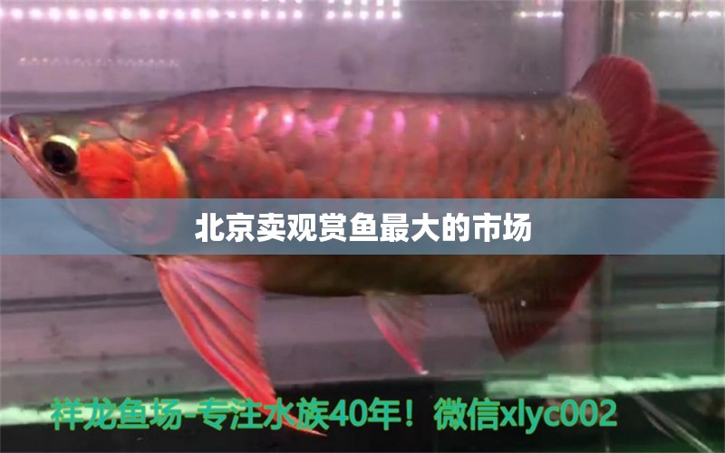 北京賣觀賞魚最大的市場