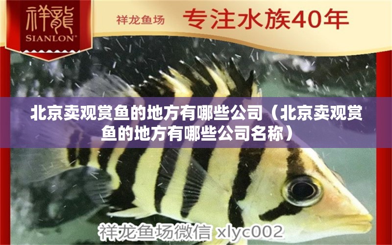 北京賣觀賞魚的地方有哪些公司（北京賣觀賞魚的地方有哪些公司名稱） 祥龍水族醫(yī)院