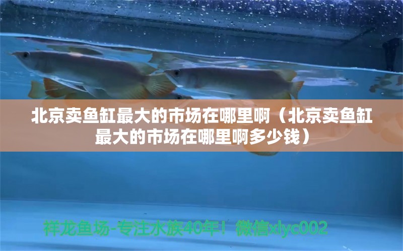 北京賣魚缸最大的市場在哪里?。ū本┵u魚缸最大的市場在哪里啊多少錢） 祥龍水族醫(yī)院