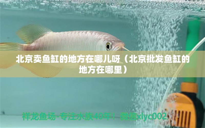 北京賣魚缸的地方在哪兒呀（北京批發(fā)魚缸的地方在哪里） 廣州觀賞魚批發(fā)市場