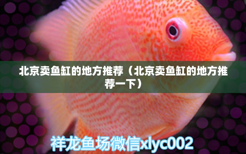 北京賣魚缸的地方推薦（北京賣魚缸的地方推薦一下）