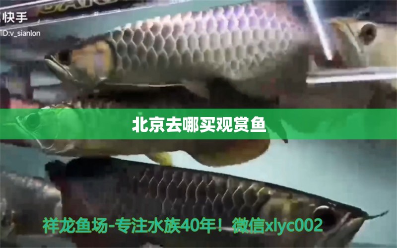 北京去哪買觀賞魚 祥龍魚場