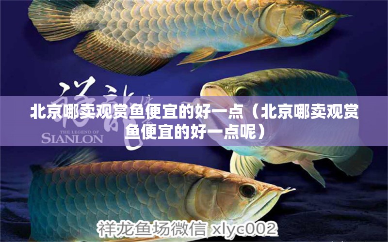 北京哪賣觀賞魚便宜的好一點(diǎn)（北京哪賣觀賞魚便宜的好一點(diǎn)呢） 祥禾Super Red紅龍魚