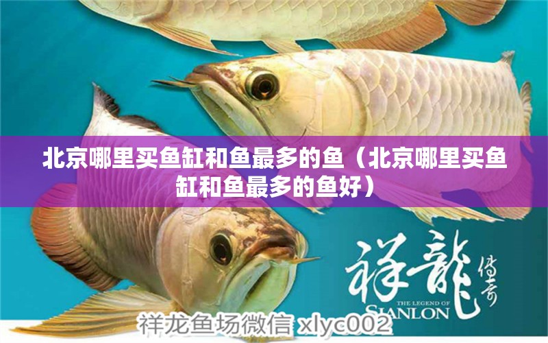 北京哪里買魚缸和魚最多的魚（北京哪里買魚缸和魚最多的魚好） 觀賞魚市場（混養(yǎng)魚）