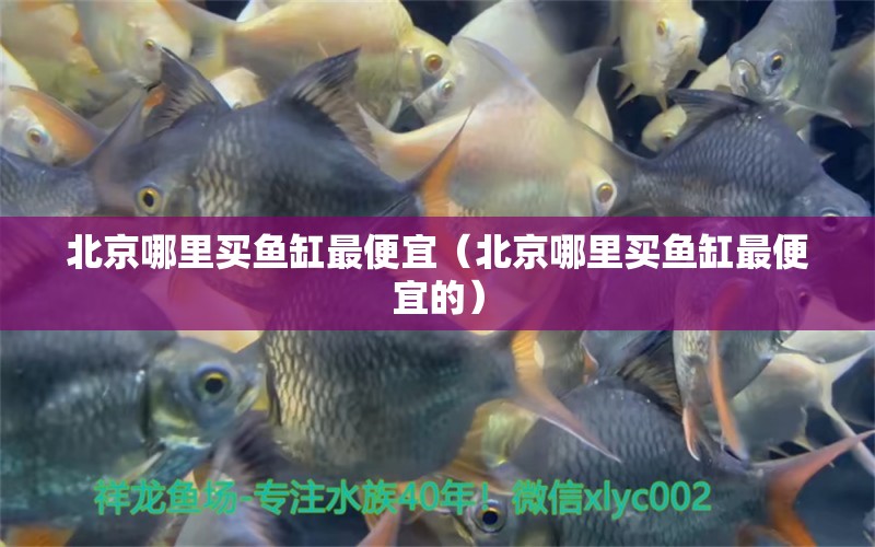 北京哪里買魚缸最便宜（北京哪里買魚缸最便宜的）