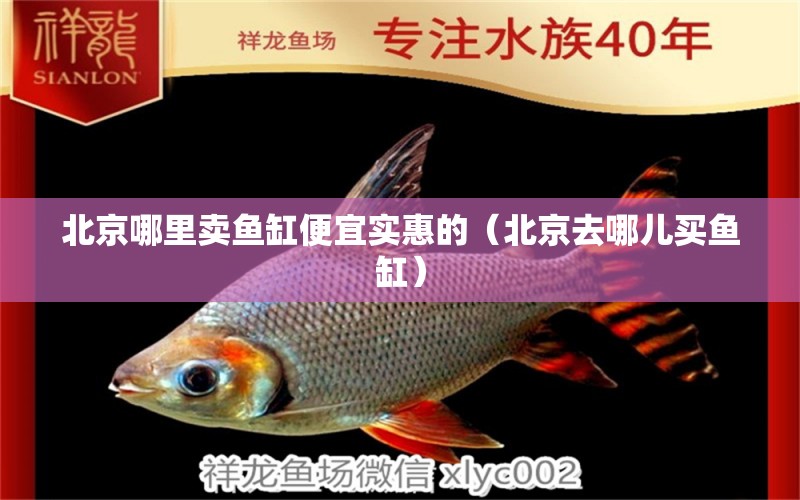 北京哪里賣魚缸便宜實惠的（北京去哪兒買魚缸） 女王大帆魚