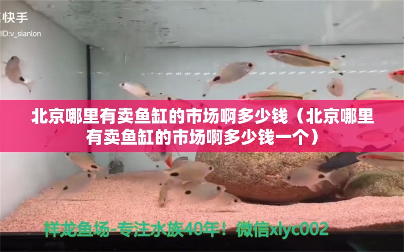 北京哪里有賣魚缸的市場啊多少錢（北京哪里有賣魚缸的市場啊多少錢一個(gè)） 粗線銀版魚