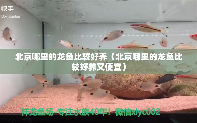 北京哪里的龍魚比較好養(yǎng)（北京哪里的龍魚比較好養(yǎng)又便宜） 祥龍進(jìn)口元寶鳳凰魚