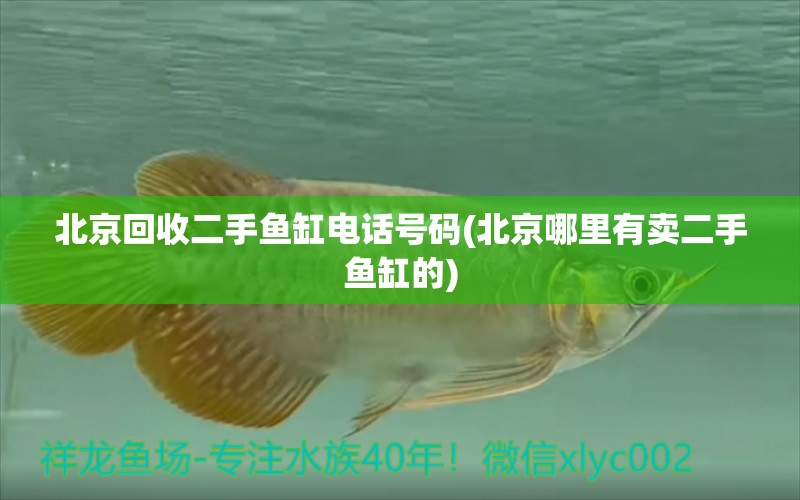 北京回收二手魚缸電話號碼(北京哪里有賣二手魚缸的) 月光鴨嘴魚