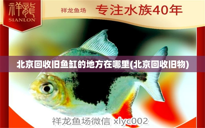 北京回收舊魚缸的地方在哪里(北京回收舊物) 稀有金龍魚