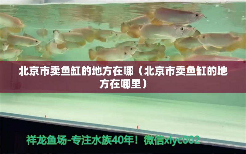 北京市賣魚缸的地方在哪（北京市賣魚缸的地方在哪里）