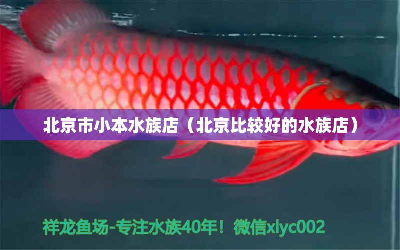 北京市小本水族店（北京比較好的水族店）