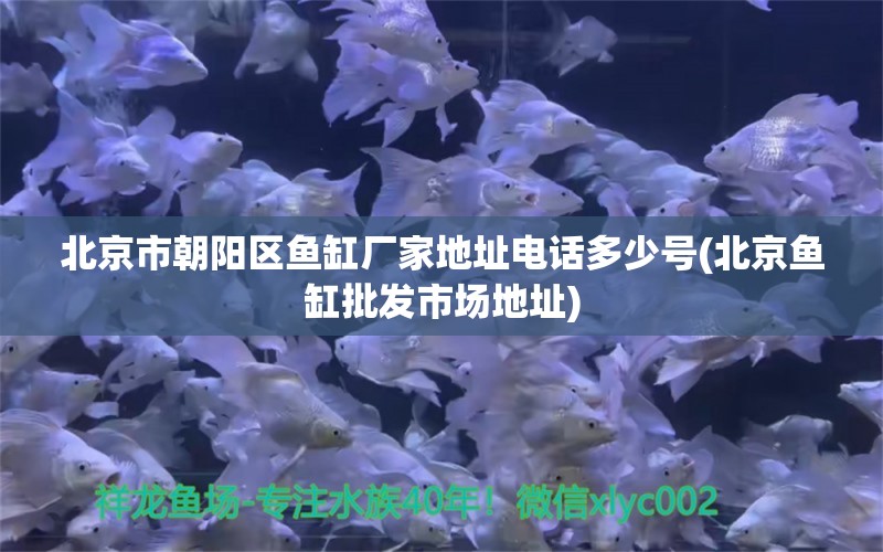 北京市朝陽(yáng)區(qū)魚缸廠家地址電話多少號(hào)(北京魚缸批發(fā)市場(chǎng)地址) 麥肯斯銀版魚