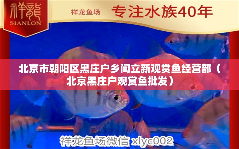 北京市朝陽區(qū)黑莊戶鄉(xiāng)閆立新觀賞魚經營部（北京黑莊戶觀賞魚批發(fā)）