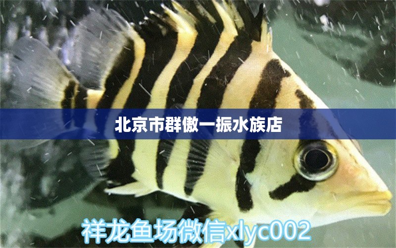 北京市群傲一振水族店