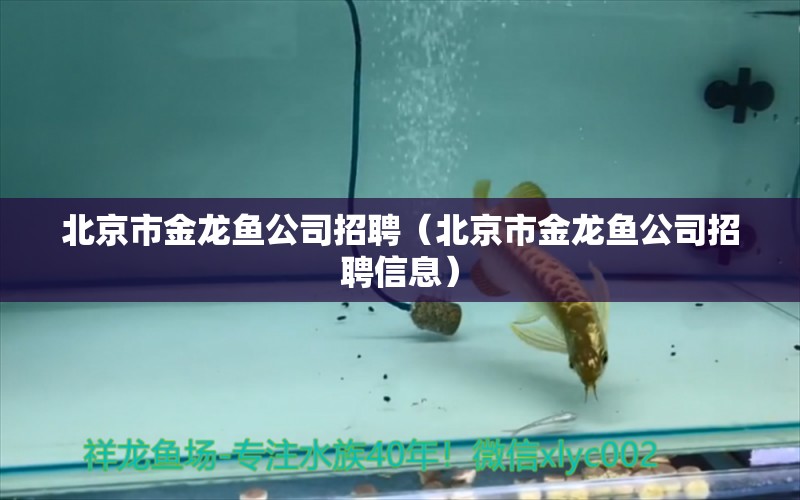 北京市金龍魚公司招聘（北京市金龍魚公司招聘信息） 白子銀版魚苗