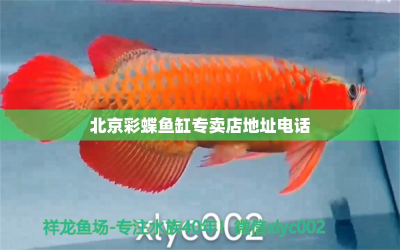 北京彩蝶魚缸專賣店地址電話