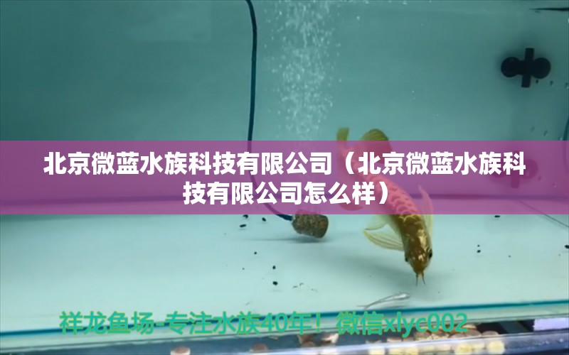 北京微藍水族科技有限公司（北京微藍水族科技有限公司怎么樣）