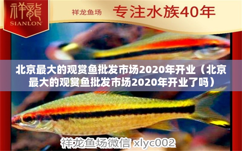 北京最大的觀賞魚批發(fā)市場2020年開業(yè)（北京最大的觀賞魚批發(fā)市場2020年開業(yè)了嗎）